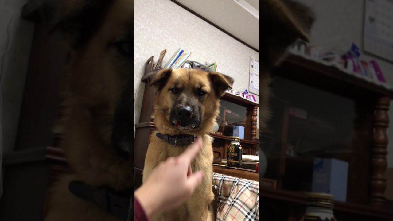 犬をいじめてみた Youtube