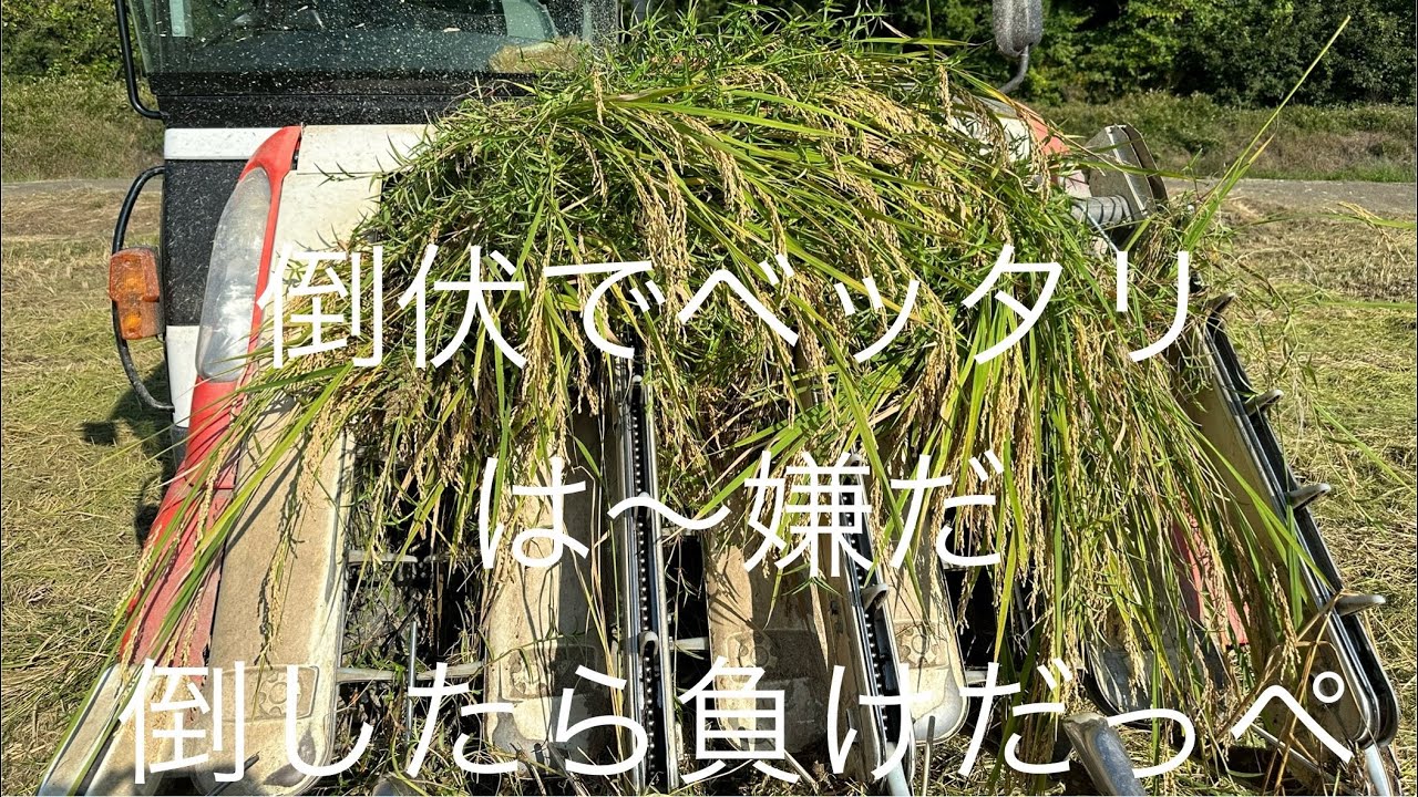 倒伏でベッタリ寝た田んぼの稲刈り　は〜やんなっちゃ　倒したら負けだっぺな