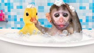 Baby Monkey Chu Chu bathes with ducklings in a bubble bath and eats ice cream with puppy