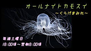 オールナイトカモスイ　～くらげまみれ～ #193　カミクラゲ