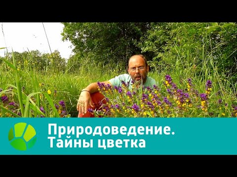 Природоведение. Тайны цветка | Живая Планета