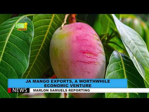 JA Mango Exports, A Worthwhile Economic Venture