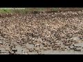 5000 ducks controlled by one man  duck farming in india