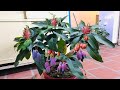 Great to grow mangoes with dragon fruit reaily good and fast fruiting
