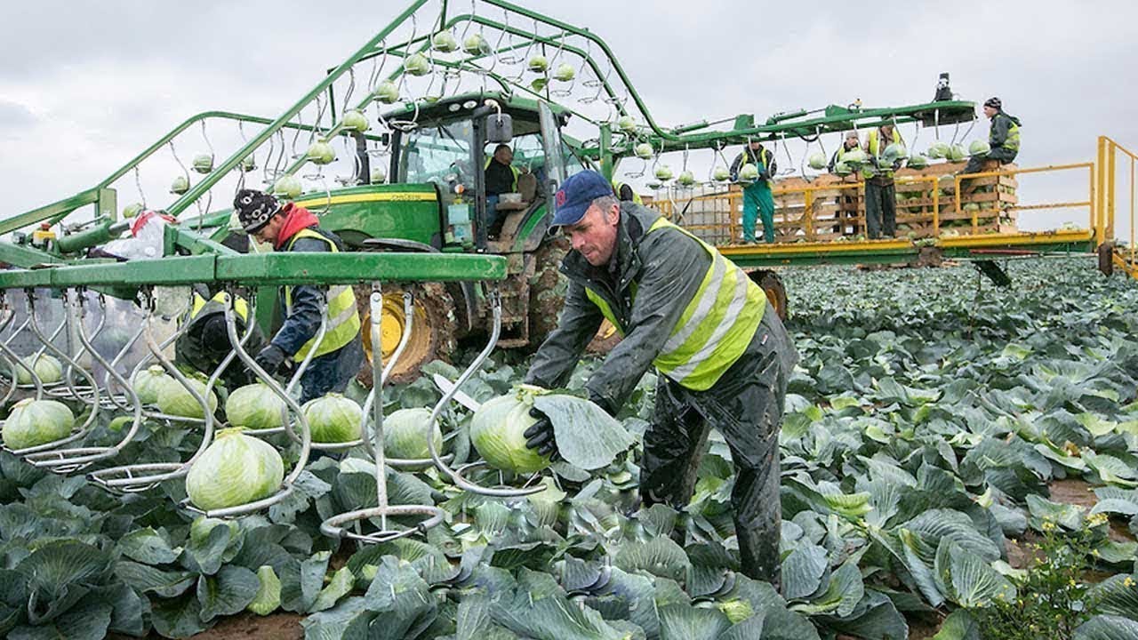 Cabbages Harvesting Machines - Tomato Processing Machine - Incredible Modern Agriculture