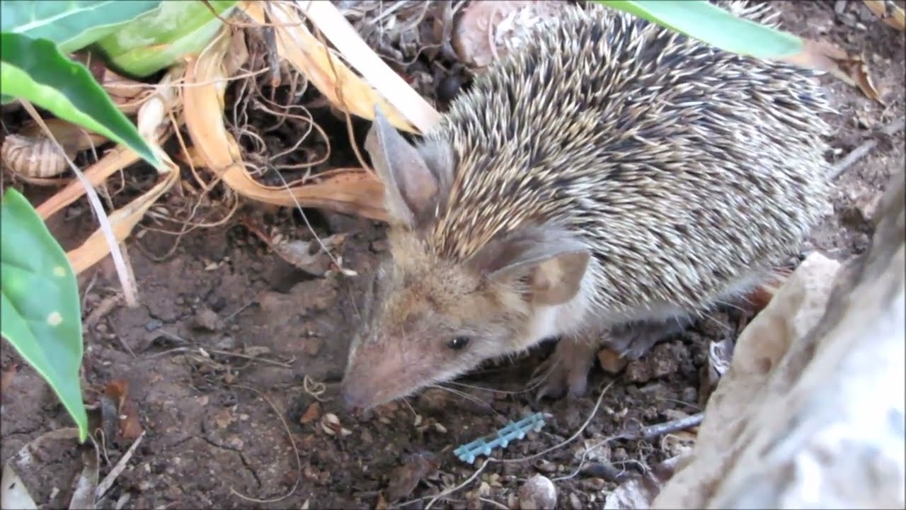 More HEDGEHOGS and OTHER ANIMALS in my garden in Cyprus