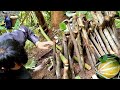 wild men look for wild animals and make rat traps ชีวีดของชายป่าอาไส ตามไรตามสวน part 31