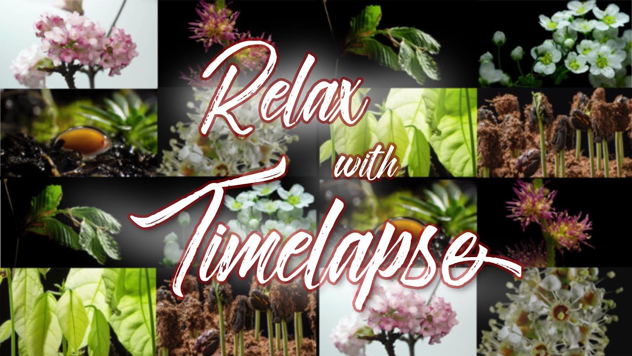 Relax with Timelapse
