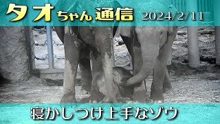 タオちゃん通信 2024/2/11 あっという間に寝かしつけられるタオ　円山動物園 アジアゾウ