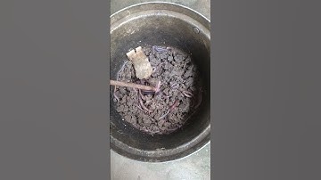 Mồi cấm câu cá trê