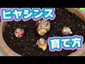 ヒヤシンスの育て方【ガーデニング】