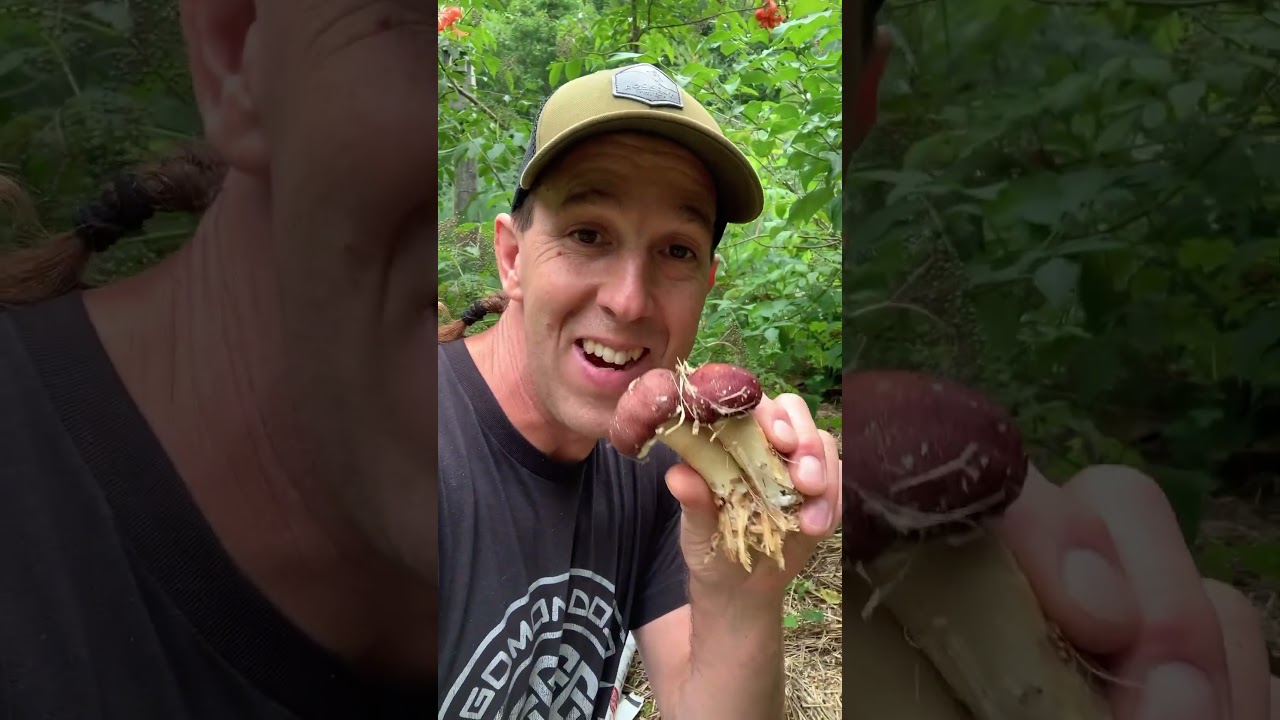 Permaculture & Forest Garden Design Idea for Small Spaces