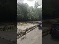 Abang Nzo Nzi lagi ke Taman Safari Bersama Teman TK nya