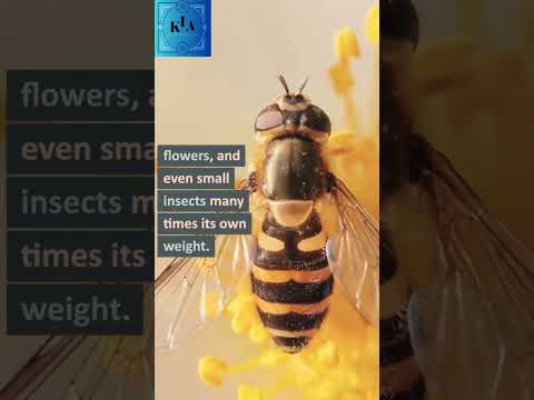 Video: Lehelõikaja mesilane: lehelõikaja mesilaste eelised ja kahjustused aias