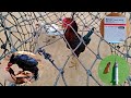 How do Chickens Mate | Male Chicken Selection | Dr. ARSHAD