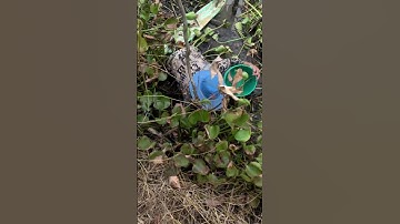 Tát ao bắt cá ở miền tây (p4)