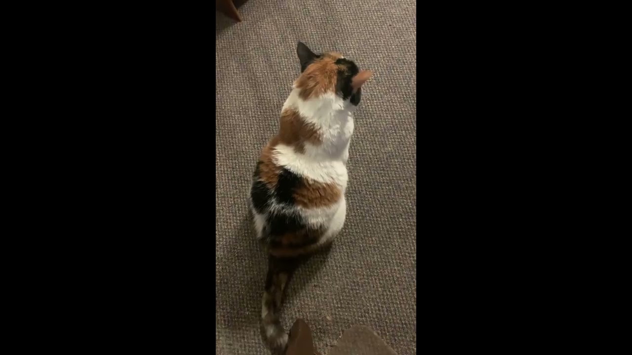 Calico Cat Meowing At Me