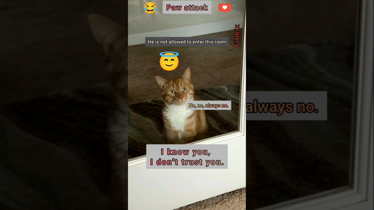 😂 Cat Fights and Crazy Tricks 😂😂