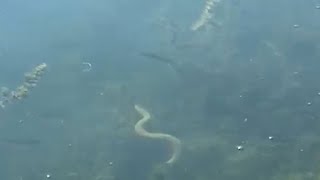 Göldeki Yılanların, Depremin Habercisi Olduğu Iddiasının Bilimsel Değeri Yok