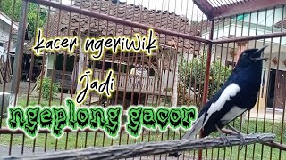 pancingan kacer ngeriwik agar ngeplong gacor