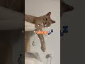 ずっと見てるとコッペパンに見えてくる🤤 #catvideos #cat #ちゃちゃまる #猫 #cute