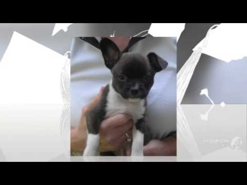 Video: Hur man behandlar en hunds känslig mage