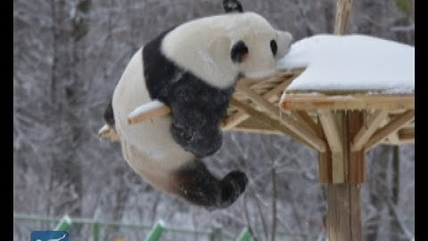 Giant panda enjoys first snow in lifetime so much