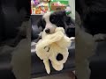 Dogs Go CRAZY for This 2-in-1 Sound Plush Toy! 🐶 #pet #dog #cat #pettoy