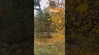 Осінь 🍂 #осінь #осінь2025 #ліс #лісний #листопад #листя #forest#жовтень #відпочинок #життя #кайф