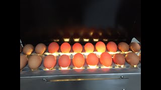 Commercial Egg Grading Machine, Large & Small Scale Egg Sorting Equipment