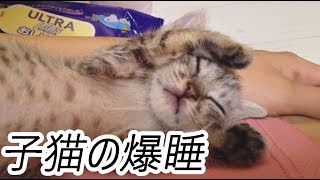 爆睡して何をしても起きない子猫のマロちゃん