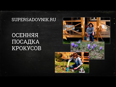 Осенняя посадка крокусов: два способа