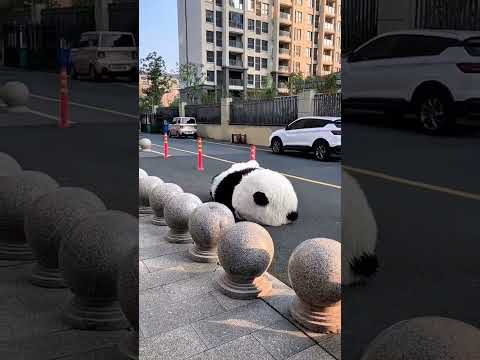 باندا هتقع كده ليه بق اكسبلور جديد تيك توك مهرجانات باند  بندي 