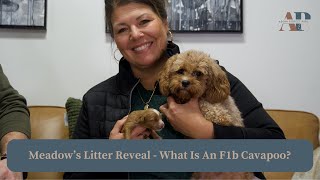 Meadow's Litter  - What Is An F1b Cavapoo by Adora Perfect Pups 527 views 3 months ago 9 minutes, 11 seconds