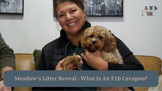 Meadow's Litter  - What Is An F1b Cavapoo