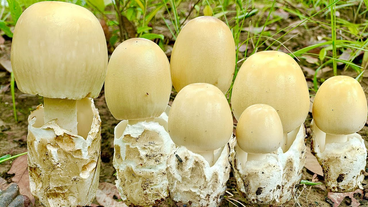 หมานเกินคาด!!ยืน1บนดอยสวยสุดในป่าเห็ดระโงกออกใหม่ดอกงามๆทั้งดอกทั้งไข่หมานจัดเต็ม30/6/68