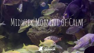 Midweek Moment of Calm with Rainbow Reef
Midweek Moment of Calm with Rainbow Reef Midweek Moment of Calm with Rainbow Reef
