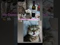#скрипач #воронеж