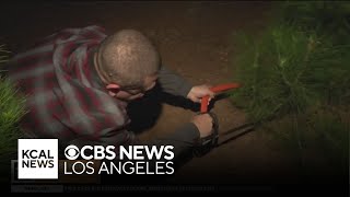 Cutting your own Christmas tree at SoCal's Greenspot Farms