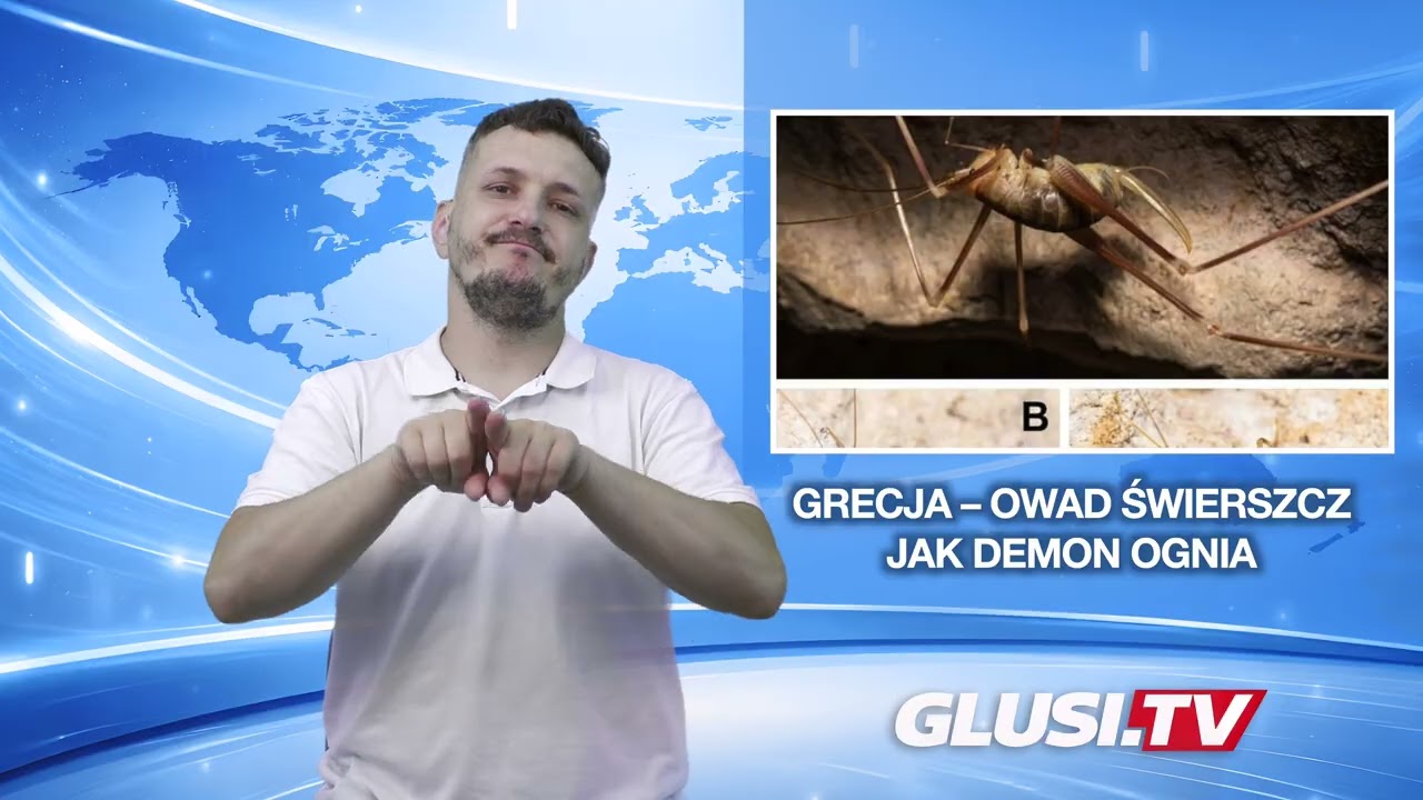 Grecja – owad świerszcz jak demon ognia