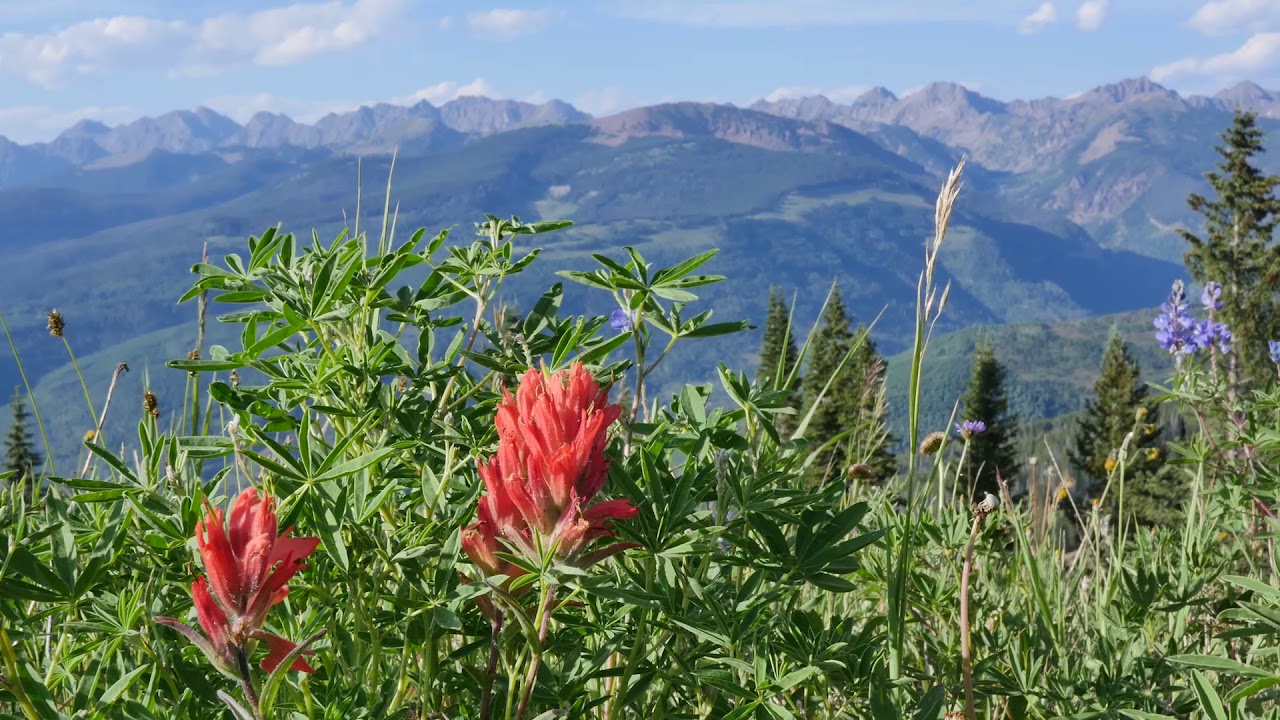 Vail Mountain Lodging Wild Flowers on Vail Mtn YouTube