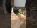 Dear friends please subscribe🐅 #fursday #cat