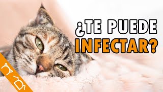 Enfermedades Que Transmiten Los Gatos A Los Humanos ft @TuVeterinaria