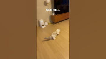 Ragdoll is running😃😃