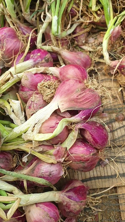 jenis bima jaya super dor.