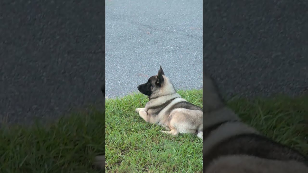 Our Watch Dog Thank You Zeus For Keeping All Kinds Of Animals Away Norwegianelkhound Puppy