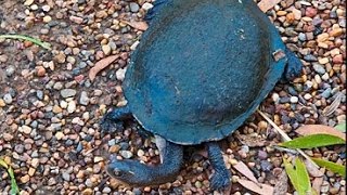 аквариумная Длиношеея черепаха аквариумная Длиношеея черепаха
