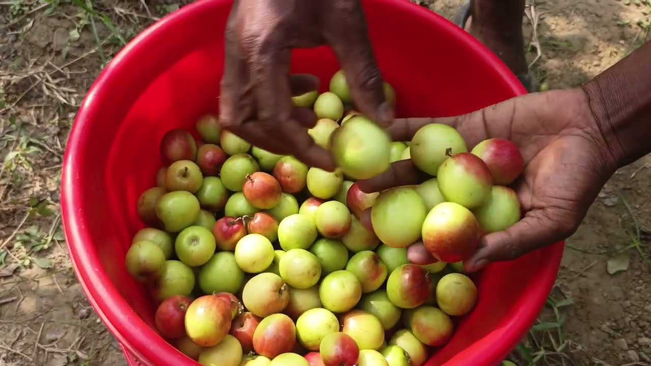 কুল চাষে আগ্রহ বাড়ছে পিরোজপুরে। প্রতি বছর বাণিজ্যিকভাবে উৎপাদনের জন্য নতুন নতুন কুল বাগান করা হচ্ছে।
