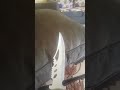 سكين حرب