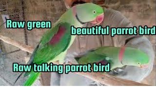 Raw hand tame talking parrots birds/Raw green talking birds/Raw talking parrots birds good sound. by Birds Lover  60 views 4 days ago 45 seconds